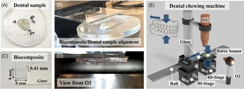 A home-made experimental device was developed for simulating chewing processes between the biocomposite or synthetic leaf and the dental sample. Credit: Journal of The Royal Society Interface. DOI: doi.org/10.1098/rsif.2025.0175 Microscopic plant stones can cause permanent damage to tooth enamel